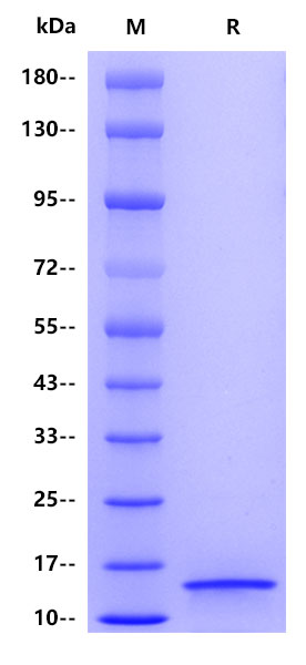 Human Immunoglobulin kappa constant, His tag