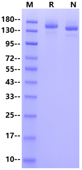 Spike Trimer (Omicron/XBB) His Tag Protein, SARS-CoV-2