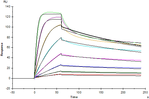 IL1RL1/ST2 Fc Chimera Protein, Human