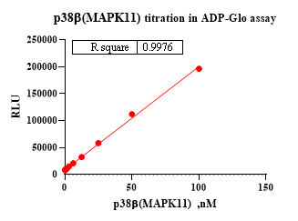 p38β(MAPK11) Protein