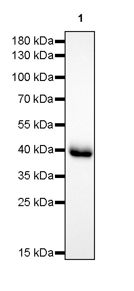 CD38 Recombinant Rabbit mAb (SDT-290-45)