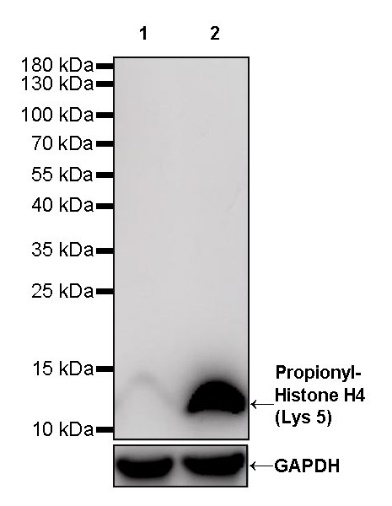 Propionyl-Histone H4 (Lys5) Recombinant Rabbit mAb (S-R093)