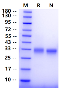 Biotinylated Fc γ RIIa/CD32a(H167) Avi&His Tag Protein, Human