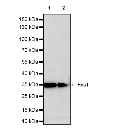 Hes1 Recombinant Rabbit mAb (S-780-211)
