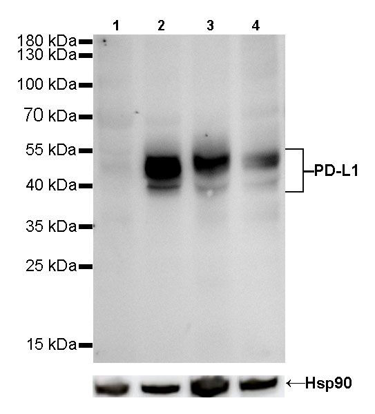 S-RMab® PD-L1 Recombinant Rabbit mAb (SDT-119-16)