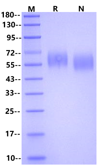 IL-13RA1 His Tag Protein, Cynomolgus