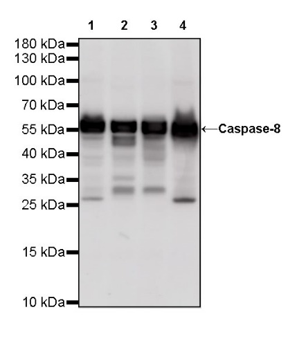 Caspase-8 Recombinant Rabbit mAb (S-R257)