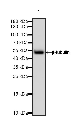 Goat Anti-Rabbit IgG(H+L) Recombinant pAb (min X Hu Sr Prot), HRP