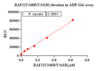 RAF1[Y340D/Y341D] Protein