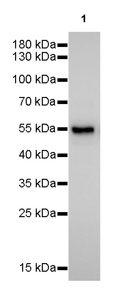 PTEN Recombinant Rabbit mAb (SDT-R074)