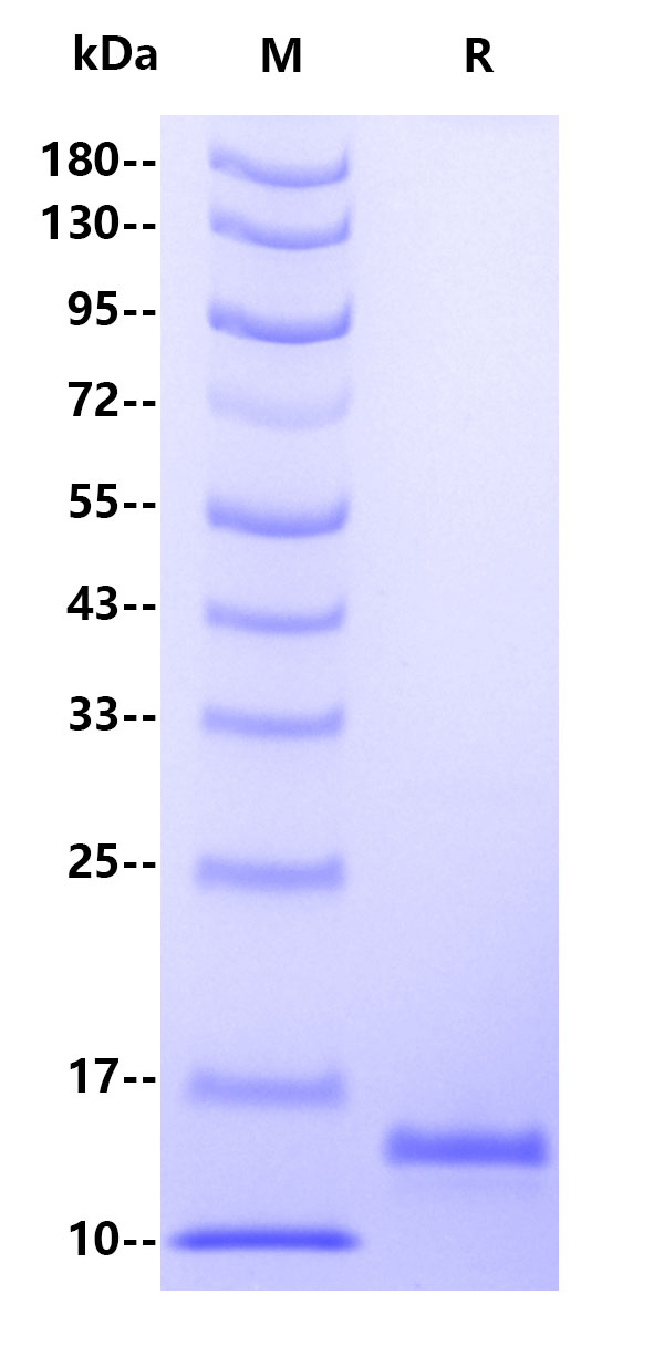 Human PCT(Procalcitonin), His Tag
