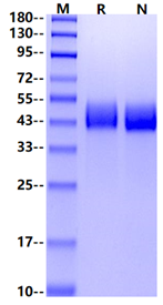 MICB His Tag Protein, Human