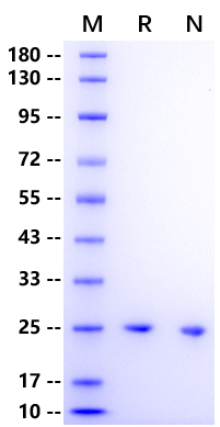 FGF-21 Protein, Human
