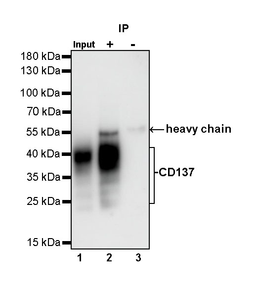 CD137 Recombinant Rabbit mAb (S-547-3)