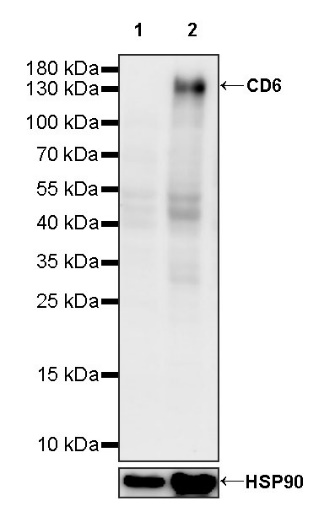 CD6 Recombinant Rabbit mAb (S-1512-39)