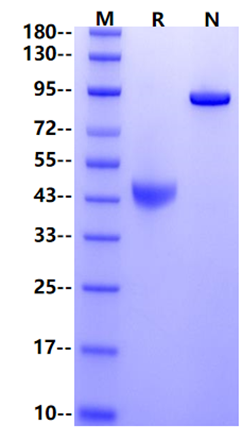 GITR/TNFRSF18 Fc Chimera Protein, Human
