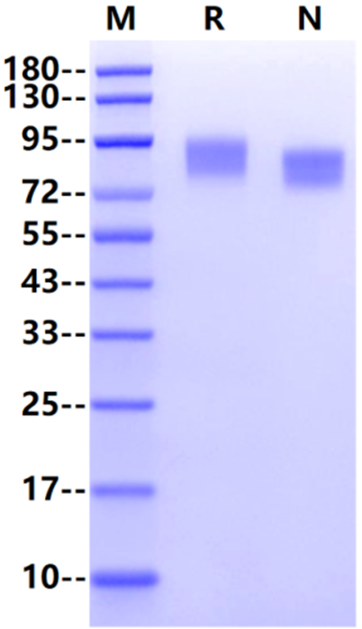 M-CSFR His Tag Protein, Mouse