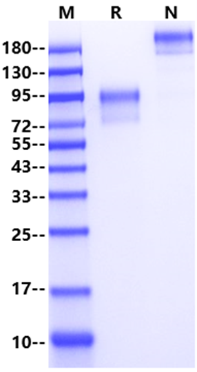CD34 Fc Chimera Protein, Mouse