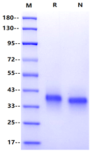 LILRB4/CD85k/ILT3 His Tag Protein, Human