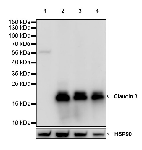 Claudin 3 Recombinant Rabbit mAb (S-819-131)