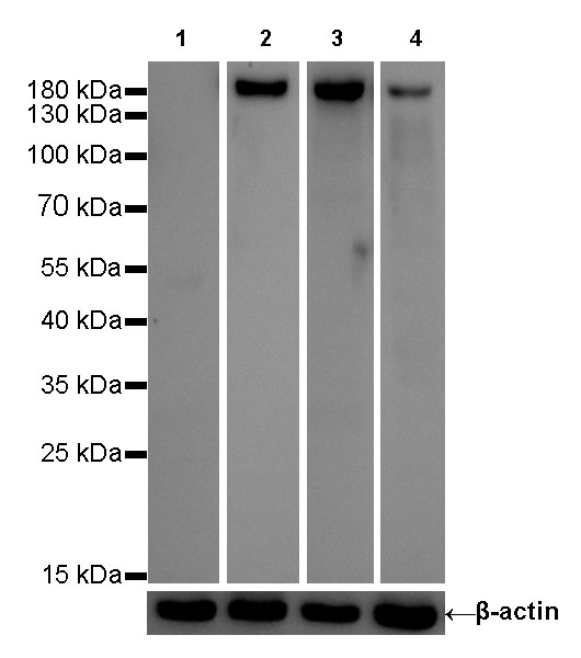 S-RMab® CD11b Recombinant Rabbit mAb (SDT-058-44)