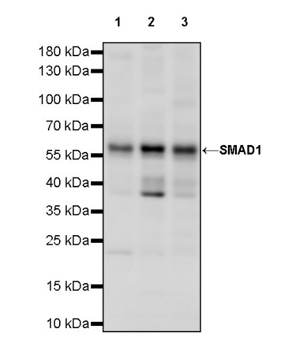 SMAD1 Rabbit Polyclonal antibody
