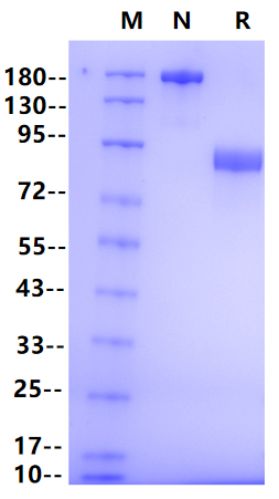 LILRB3/CD85a/LIT5 Fc Chimera Protein, Human