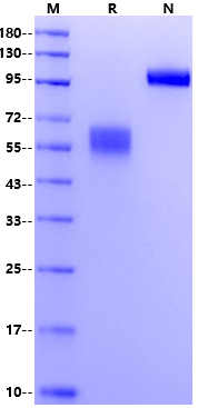 NKG2D/CD314 Fc Chimera Protein, Cynomolgus