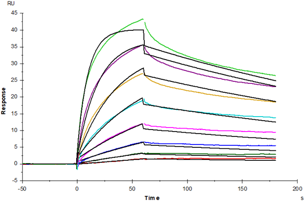 B7-H7/HHLA2 His Tag Protein, Cynomolgus