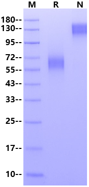 CD300e/LMIR6 Fc Chimera Protein, Human