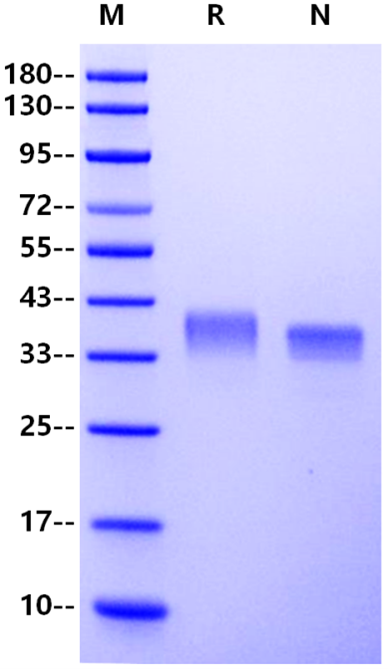 LILRB4/CD85k/ILT3 His Tag Protein, Cynomolgus
