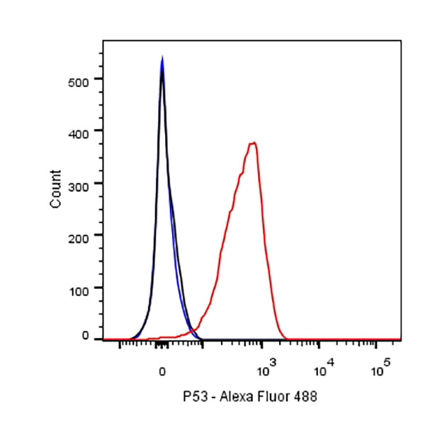 p53 Recombinant Rabbit mAb (SDT-100-72)
