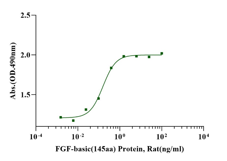 FGF-basic (145aa) Protein, Rat