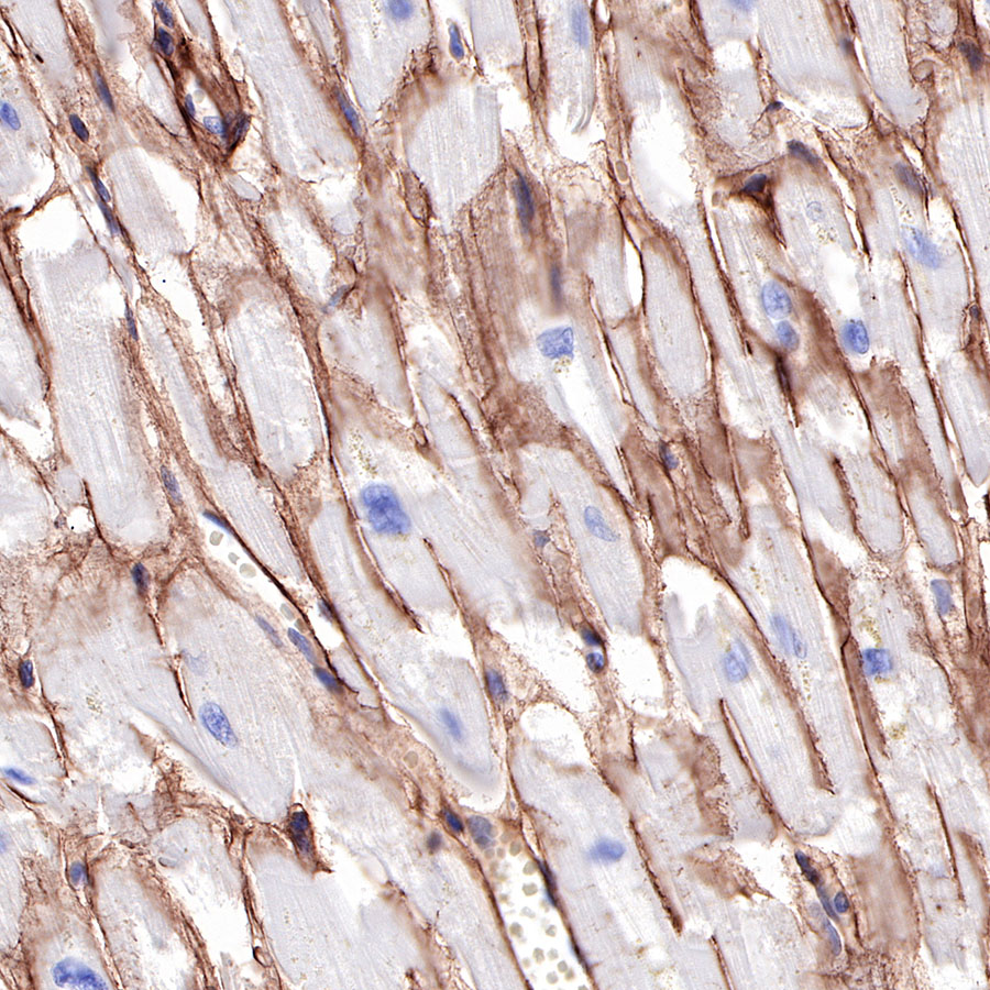S-RMab® Collagen IV Recombinant Rabbit mAb (SDT-150-49)