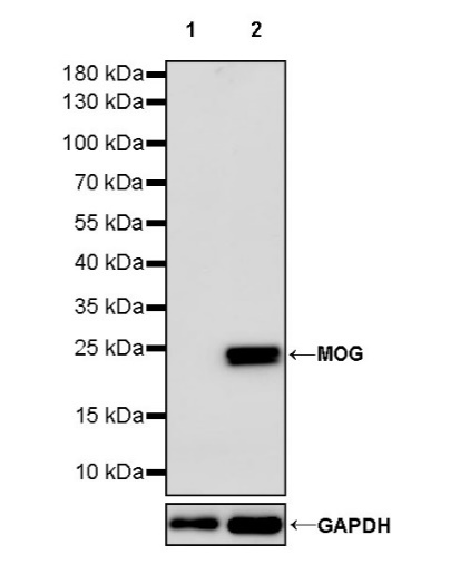 Myelin Oligodendrocyte Glycoprotein (MOG) Recombinant Rabbit mAb (S-1384-61)