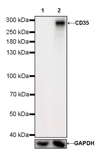 CD35 Recombinant Rabbit mAb (SDT-R224)