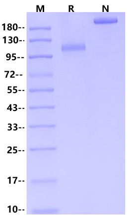 C1qR1/CD93 Fc Chimera Protein, Human