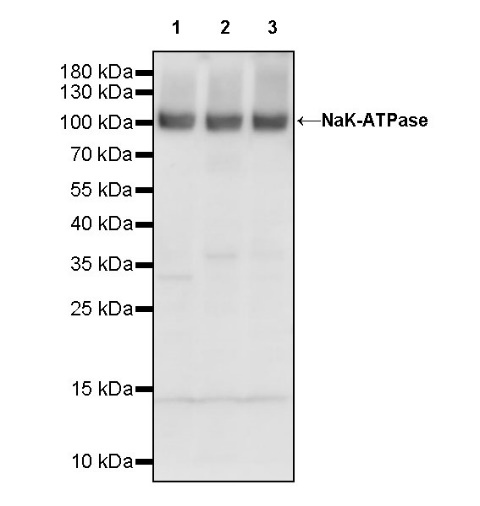 NaK-ATPase Recombinant Rabbit mAb (S-1373-39)
