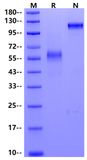 LTBR/TNFRSF3 Fc Chimera Protein, Human