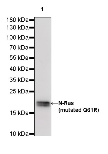 N-Ras (mutated Q61R) Recombinant Rabbit mAb (S-R155)