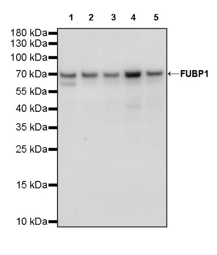 FUBP1 Recombinant Rabbit mAb (S-739-21)