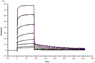 CD47 Fc Chimera Protein, Mouse