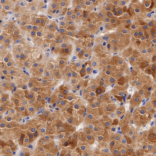 Inhibin alpha Recombinant Rabbit mAb (SDT-R307)