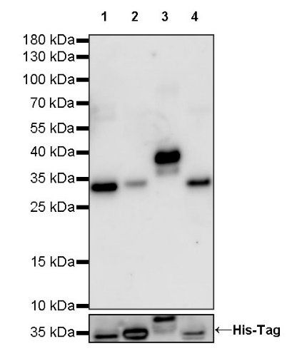 Human IgG F(c) Recombinant Rabbit mAb (HRP Conjugate) (S-318-37)