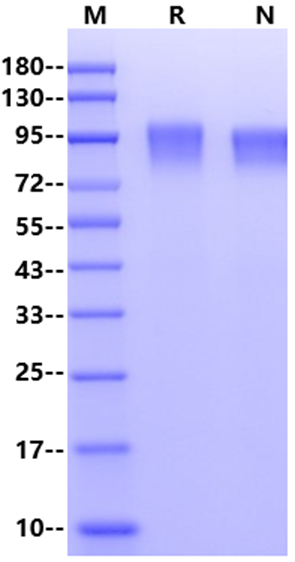 CD45R0 His Tag Protein, Human