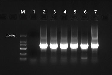 Pfu DNA Polymerase Ⅱ