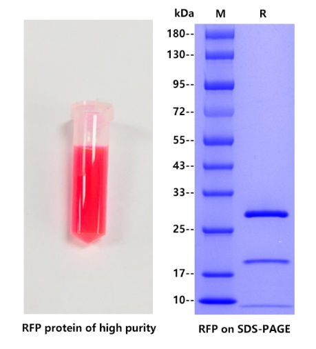 Discosoma sp RFP, His tag
