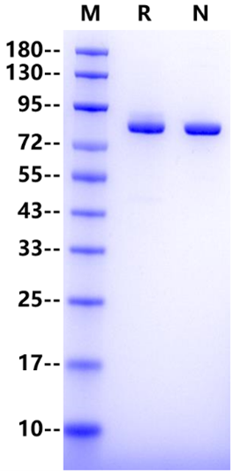 TfR/CD71 His Tag Protein, Human