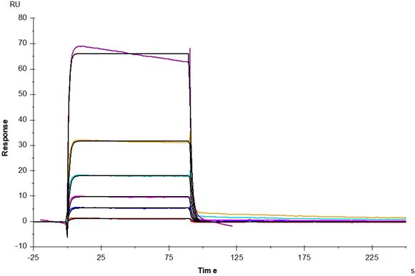 IgG3 Fc Protein, Human