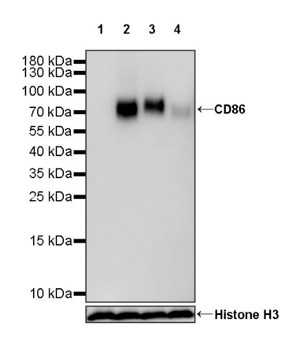 CD86 Recombinant Rabbit mAb (S-990-1)